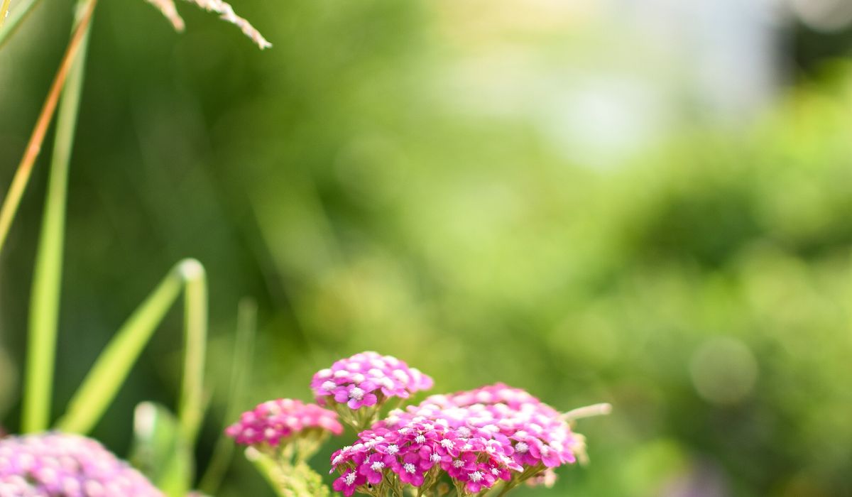 Creating Windbreaks for Fragile Seaside Garden Plants