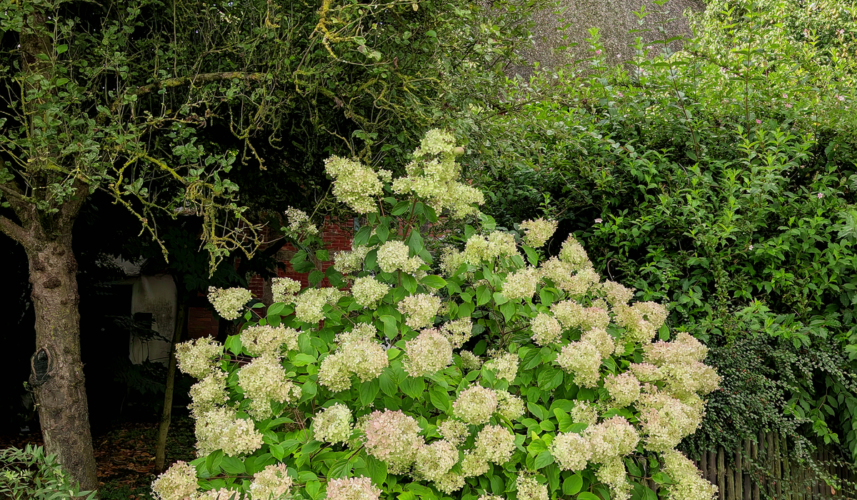 How to Grow Broom Shrubs in a Coastal Garden